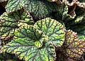 Begonia Cowardly Lion