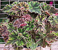 Begonia Green Velvet