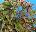Begonia bowerae nigramarga