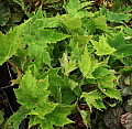 Begonia Emerald Lacewing