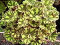 Begonia Leprechaun