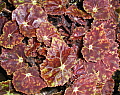 Begonia Red Doll