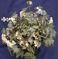 Begonia Royal Lustre