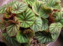 Begonia versicolor