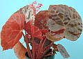Begonia George Fewkes