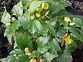 Begonia prismatocarpa