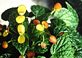 Begonia Buttercup