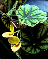 Begonia nimbaensis