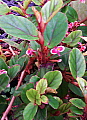 Begonia letestui