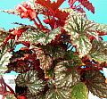 Begonia Little Rexy
