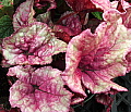 Begonia Boom Boom