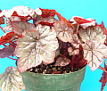 Begonia Dew Drop