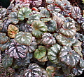 Begonia Peridot