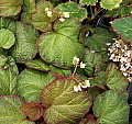 Begonia Orococo