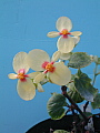 Begonia Sunshower
