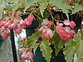 Begonia Tiny Gem