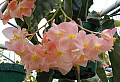 Begonia Yazura