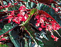 Begonia Madame Coulat