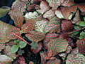 Fittonia verschaffeltii Juanita