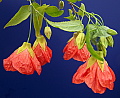 Abutilon Watercolor Orange