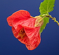 Abutilon Fireball