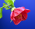 Abutilon Clementine