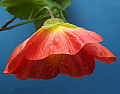 Abutilon L Orangerie