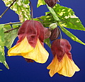 Abutilon Paisley