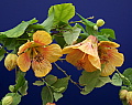 Abutilon La Vie En Rose