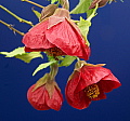 Abutilon Voodoo