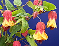 Abutilon Red Monarch