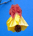 Abutilon Marianne