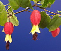 Abutilon megapotamicum