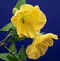 Abutilon Moonchimes