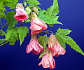 Abutilon Elda