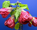 Abutilon Nabob