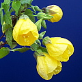 Abutilon Moon Glow