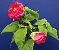 Abutilon x hybridum Old Rose Belle