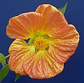 Abutilon Victor Reiter