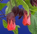 Abutilon Vesuvius