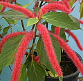 Acalypha hispida