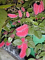 Acalypha pendula