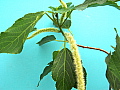 Acalypha hispida White Margined