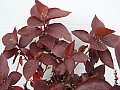 Acalypha Brazen