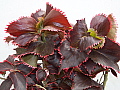 Acalypha Ceylon