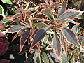 Acalypha Kilauea