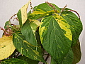 Acalypha Kona Coast