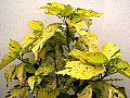 Acalypha Kona Gold