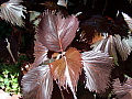 Acalypha Haleakala