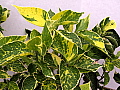 Acalypha Tahiti